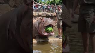 #hippo #watermelon #animals #wildlife #viral #satisfying #zoo #nature #asmr #crush