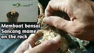 MEMBUAT BONSAI SANCANG MAME ON THE ROCK