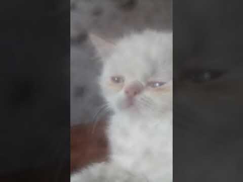 пампасская кошка
