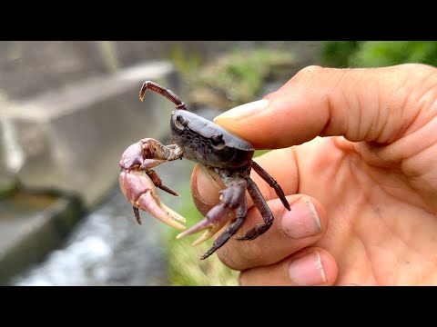The Most Delicious Crabs You’ve Never Heard Of! (Sawagani Catch & Cook) 🇯🇵🦀