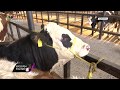Hayvan Pazarı - Holstein - Simental Melezi Dana Fiyatı / Kütahya