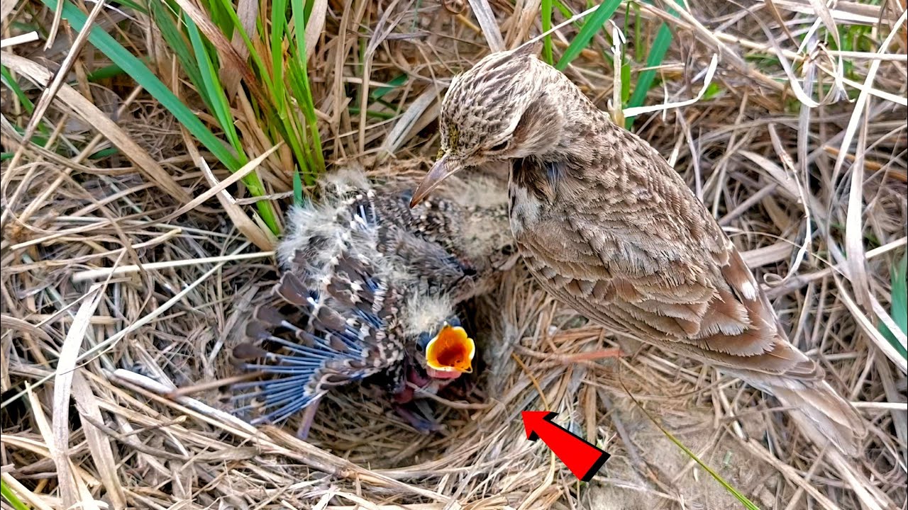 Two beautiful baby Skylarks bird 