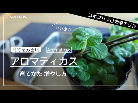 育てる芳香剤 ゴキブリよけに効果あり アロマティカスの育て方と増やし方 挿し木 Youtube