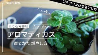 育てる芳香剤 ゴキブリよけに効果あり アロマティカスの育て方と増やし方 挿し木 Youtube