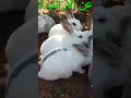 طريقه تغذية الارانب طريقه تغذية الارانب