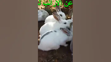 طريقه تغذية الارانب 