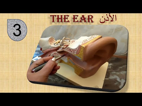 الأحساس وأعضاء الحس (3): تركيب الأذن وألية السمعhearing sense,  ear structure