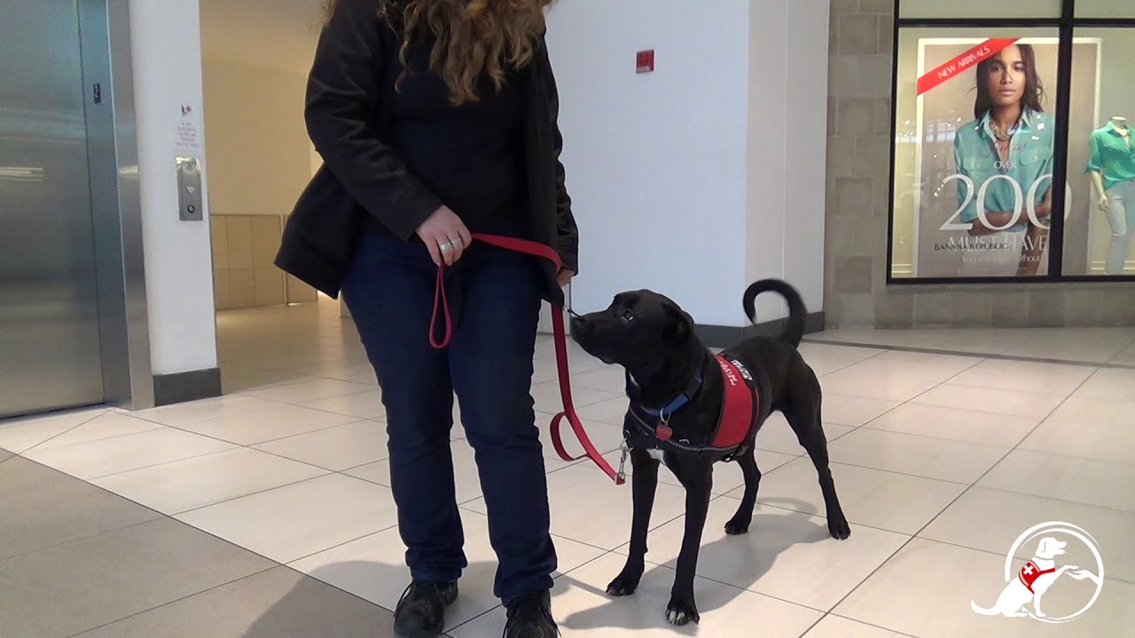 Service Dog training with Medical Mutts YouTube
