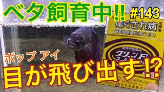 ベタ 飼育中 143 目が飛び出す ポップアイ Youtube