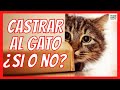 🐱 PRECIO, INCONVENIENTES Y BENEFICIOS DE CASTRAR A UN GATO 🐱