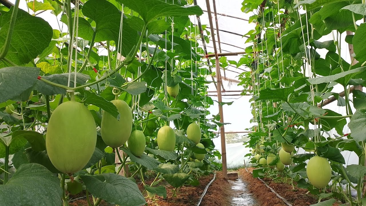 เมล่อนลูกเริ่มโตแล้วหลังผสมเกสรติดลูกได้10วัน เมล่อนหน้าร้อน🍈