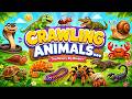 20 Crawling Animals Names for Kids | 20 रेंगने वाले जानवरों के नाम | Hindi & English | Kids Learning