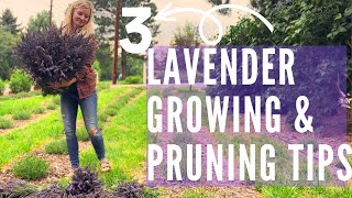 Lavender growing, pruning, and selection for TONS of flowers!