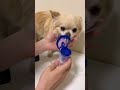 Cucciolo di Chihuahua fa aereosol - Me contro Te TikTok