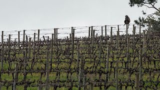 How A South African Vineyard Is Making Better Wine Thanks To Cattle And Ducks