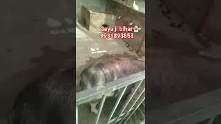 #Jay ambe pig farm #gaya ji #bihar 9931893853