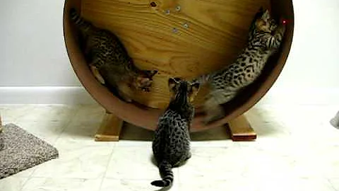 Watch the video about Savannah kittens playing on the cat wheel