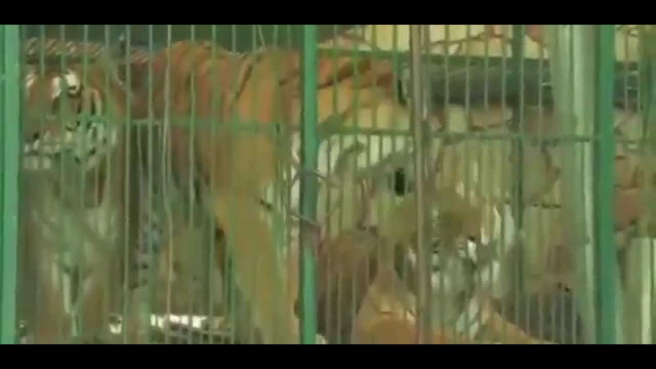 Government deputy had illegal zoo with over 100 animals