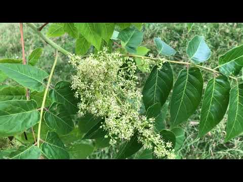 Video: Humilis Buckeye Bilgisi - Cüce Kırmızı Buckeye Ağacı Nasıl Yetiştirileceğini Öğrenin