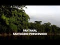 Pantanal: Santuário Preservado