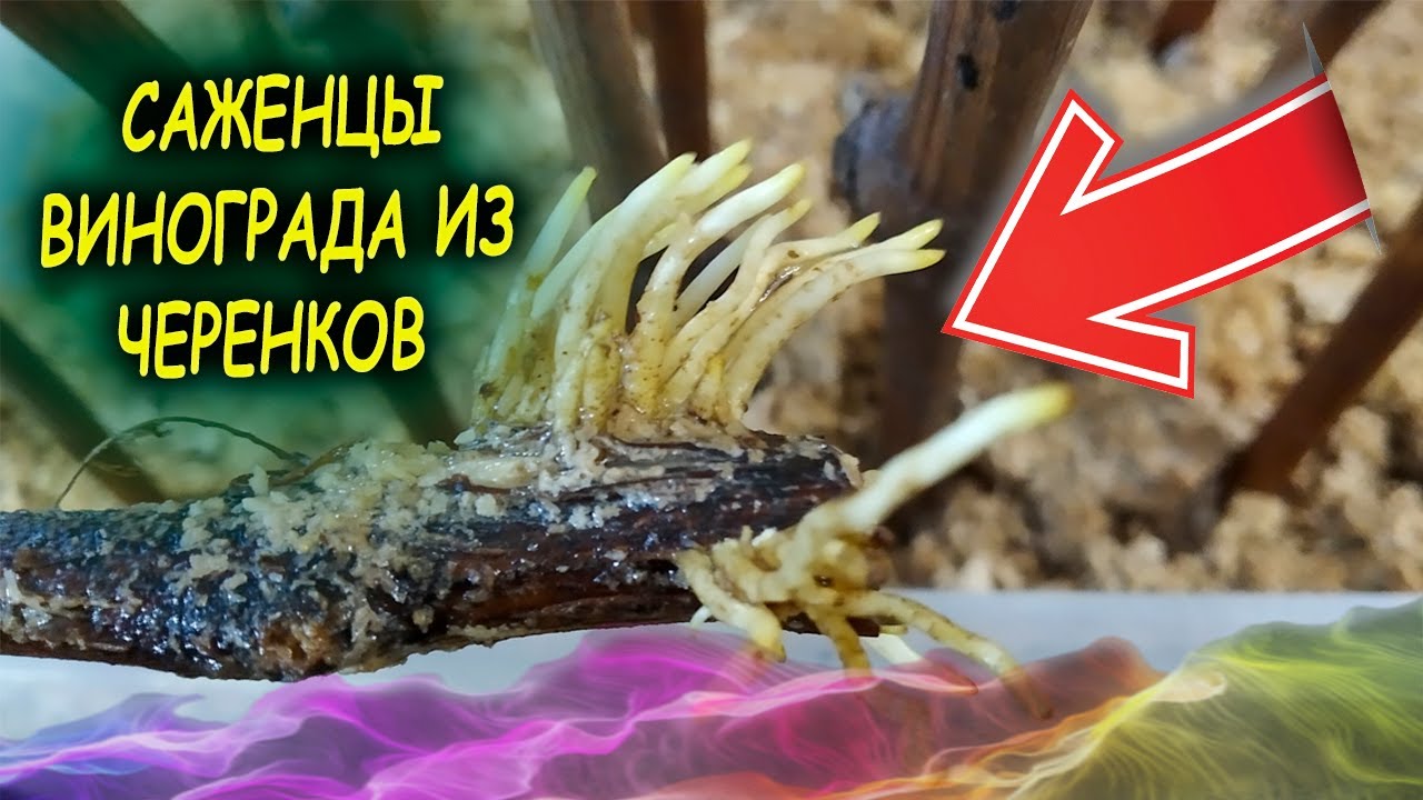 Кусты в опилки машина