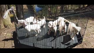 Dogo Argentino Puppies