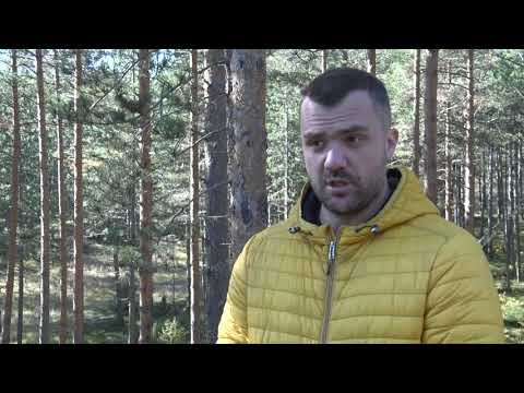 Video: Sibirska Omorika