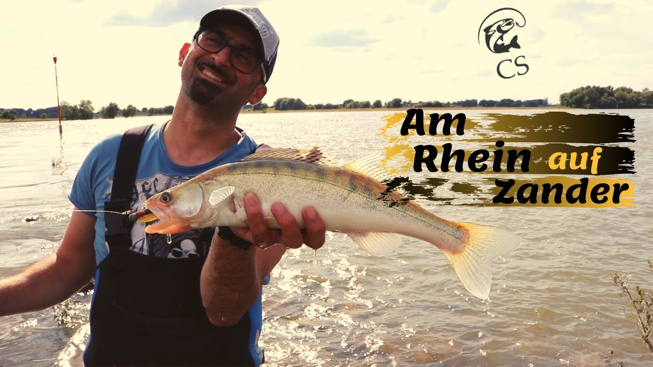Angeln auf Zander am Rhein mit Gummifsche | Angelguiding-CS.de (Sudak ...