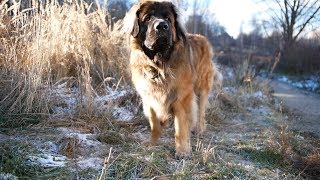 Леонбергер Михей 1год 9мес 82кг. Встреча с девчонками. Leonberger Micah by technical.директор life 5,844 views 5 years ago 8 minutes, 20 seconds