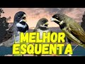 Esquenta coleiro Tui Tui com fêmea chamando para encarte e esquentar papa capim Tui Tui