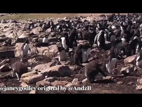Penguins