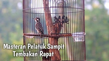 Masteran Pelatuk Sampit Gacor