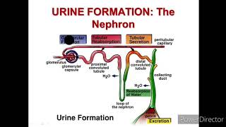 Functioning of Kidney: Pressure Filtration, Selective Reabsoption, and Tubular Secretion