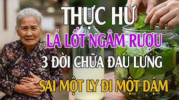 Thực Hư Chuyện Lá Lốt Chữa Được Đau Nhức Xương Khớp - Lá Lốt Ngâm Rượu 3 Đời Chữa Đau Lưng
