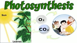 Plants and Photosynthesis, Learning Basic Biology, Interesting and Educational Videos for Children screenshot 3