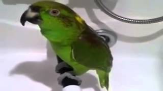 Прикольное видео про попугая Прикольное видео про попугая