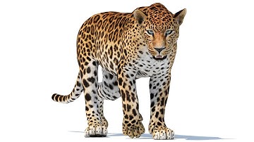 Animated Sri Lankan Leopard 3D Model Walking | @PROmax3D