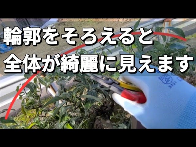 Thinning pruning of Japanese cinnamon (Cinnamomum japonicum