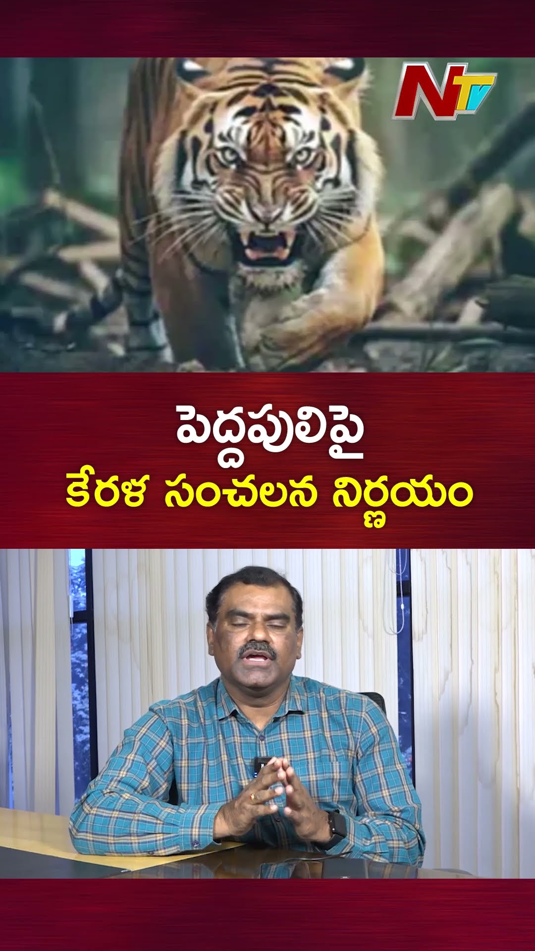 ఆ పులిని చం**పేయండి.: Kerala govt declares Wayanad Tiger a man-eater | Ntv