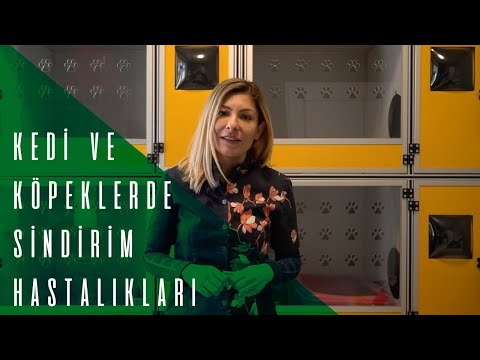 Video: Kedilerde Bağırsak Tümörü (Leiomyoma)