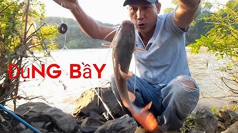 Đụng Bầy Cá Lăng Ở Bãi Câu Giữa Cồn Sông Bé.