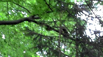 Boommarter 28-05-2011 02.AVI
