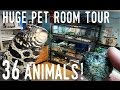 Reptile Room Tour December 2016 | New TEGU and TINY Turtles!