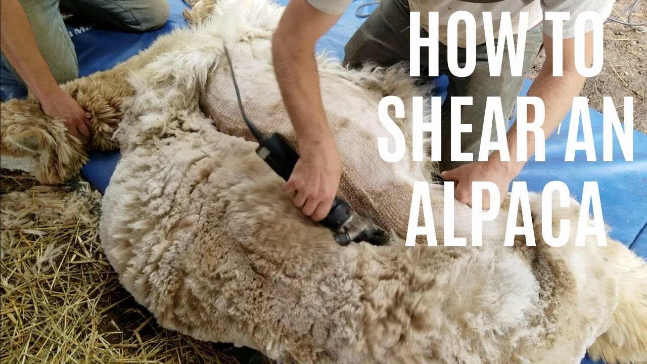 The Ultimate Guide to Shearing an Alpaca: Tips and Techniques for How to Shear an Alpaca