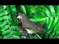 Bird Feeding And Raising Babies In The Nest (1) — Yellow-Vented Bulbul Family (Bird Watching Ep8)