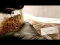 Cody’s Mushrooms Part 1: inoculating grain and sawdust