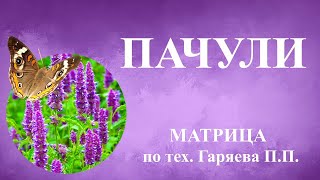 Пачули🌞Матрица  Гаряева💠Patchouli🌞Garyaev Matrix