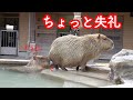 温泉の入り方がちょっと人間ぽいカピバラ! 日本平動物園のカピバラ温泉。Capybara hot spring