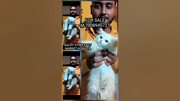 Video 11744181: persiancat persians, persiancat cats catlover, doll face persian cat