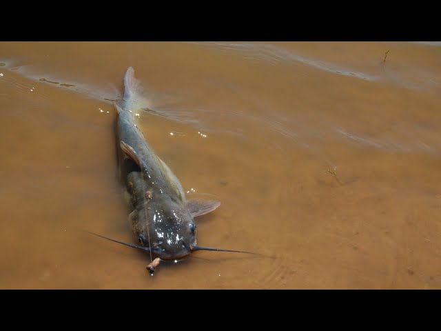 Summer River Channel Catfish Gear (Rod-Reel-Line) + a Razorback! 